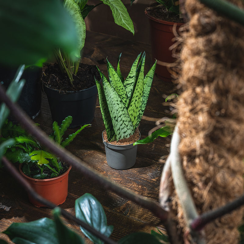 Sansevieria Snake Plant