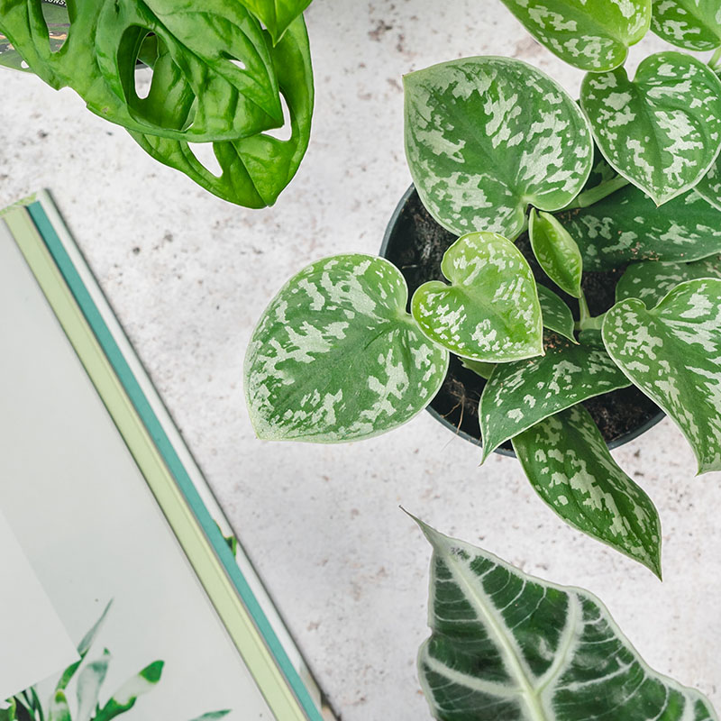 Satin Pothos